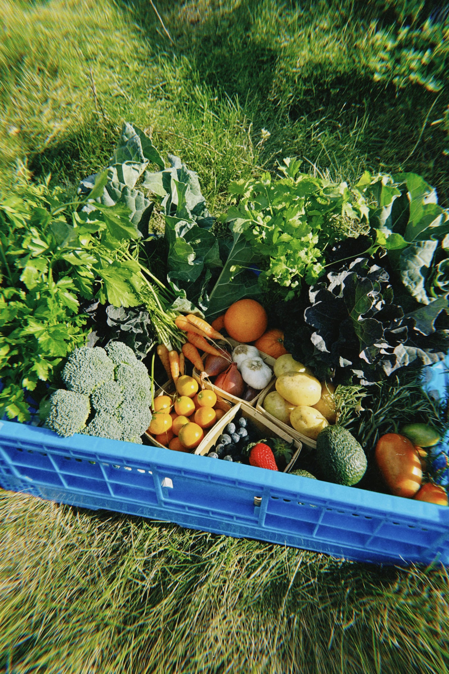 Produce Only Bluebird Basket